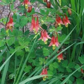 Aquilegia canadensis 4qt