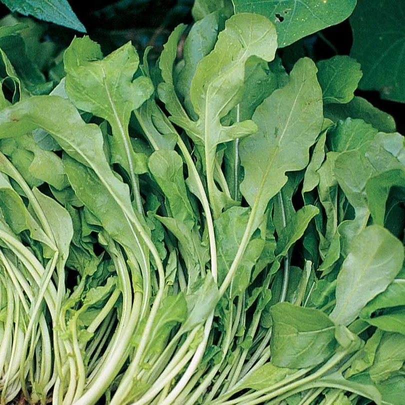 Arugula - Wild Roquette (Seeds)