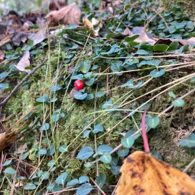 Partridgeberry - Mitchella repens