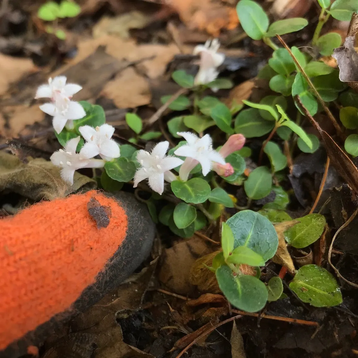 Partridgeberry - Mitchella repens